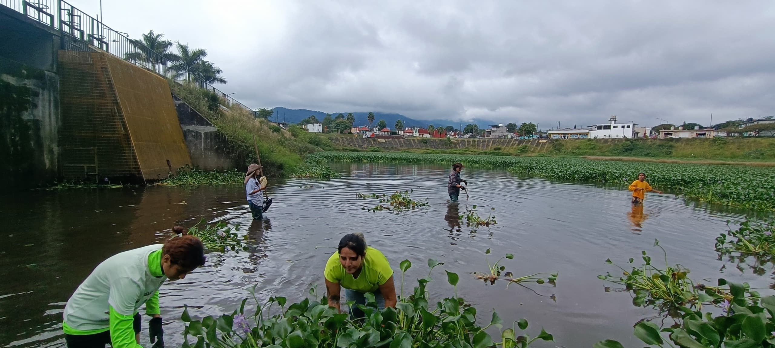 Personas dentro del agua sacando lirio acuático durante una jornada de limpieza del humedal, con la sierra al fondo.