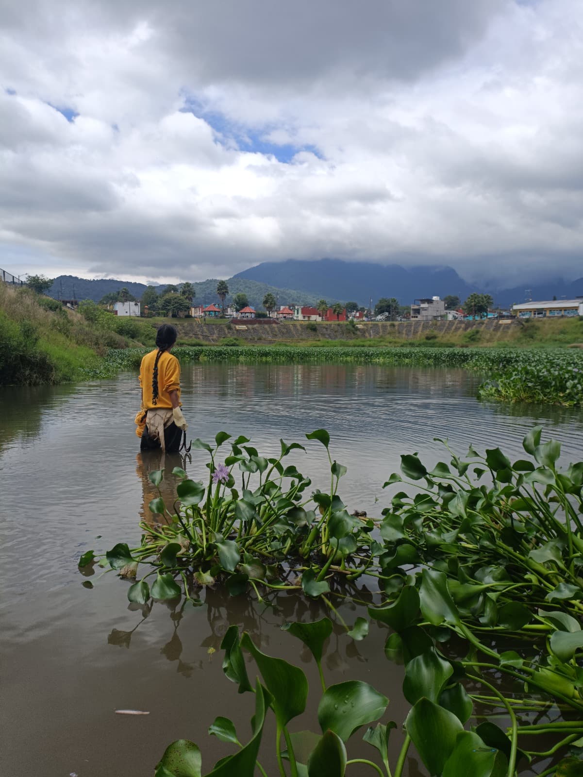 Una persona de pie en el agua entre lirios mira el humedal, con nubes y montañas al fondo.